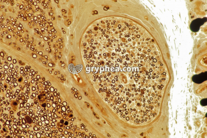 Nerf AO CT x100 - gryphea.com